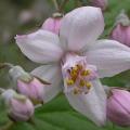 deutzia_mont_rose_5263.jpg