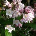 deutzia_x_rosea_carminea_0830.jpg