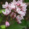 deutzia_x_rosea_carminea_0831.jpg