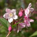 deutzia_x_rosea_carminea_4691.jpg
