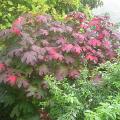 dscn5438.jpg