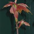 dscn7946_acer_pseu_brillantissimum.jpg