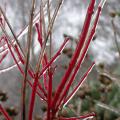 dscn9579.jpg