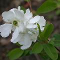 exochorba_the_bide_4470.jpg