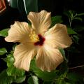 hibiscus_0045.jpg