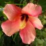 hibiscus_2068.jpg