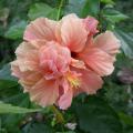 hibiscus_2810.jpg