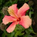 hibiscus_3386.jpg