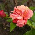 hibiscus_3387.jpg