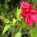 hibiscus_3388.jpg