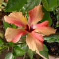 hibiscus_dscn2067.jpg