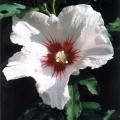 hibiscus_syriacus.jpg