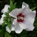 hibiscus_syriacus_2086.jpg