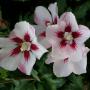 hibiscus_syriacus_2112.jpg