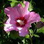 hibiscus_syriacus_2175.jpg