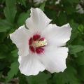 hibiscus_syriacus_8143.jpg