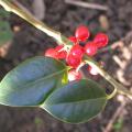 houx_3484.jpg