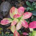 hydrangea_loue_you_kiss.jpg