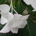 hydrangea_loue_you_kiss_3.jpg