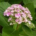 hydrangea_mac_ayesha_7874.jpg