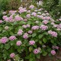 hydrangea_mac_ayesha_8136.jpg