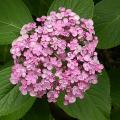 hydrangea_mac_ayesha_8137.jpg