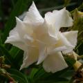 laurier_rose_2213.jpg