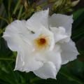 laurier_rose_2215.jpg