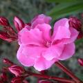laurier_rose_2216.jpg