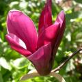 magniolia_nigra_4481.jpg