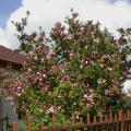 magniolia_nigra_4635.jpg