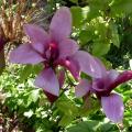 magniolia_nigra_p_0533.jpg