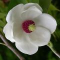 magniolia_sieboldii_5227.jpg