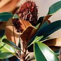 magnolia_grandiflora.jpg