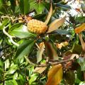 magnolia_grandiflora_3432.jpg