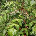 mahonia_aquifolium_5564.jpg