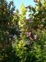 lysiane:plantes_du_jardin:arbres_arbustes:p1000919r.jpg