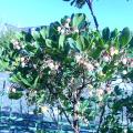 p1050103.jpg