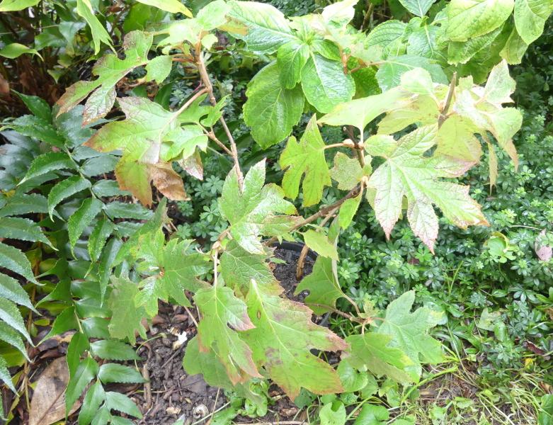 p1050112.jpg