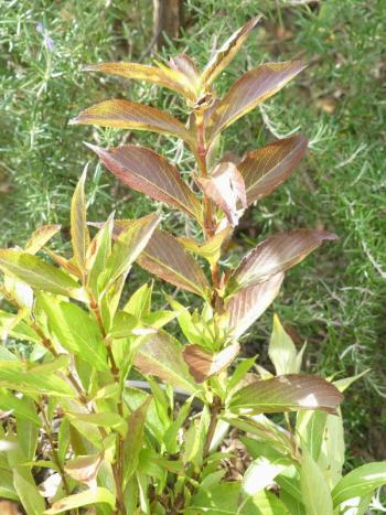 p1060686.jpg p1060686.jpg