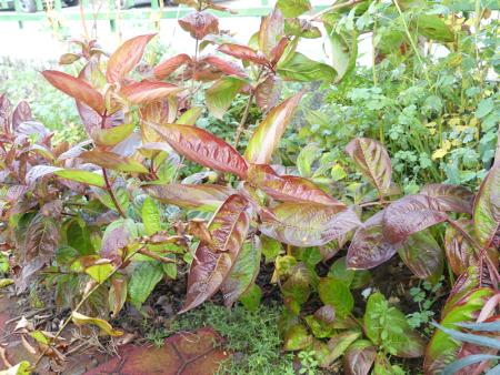 p1060743.jpg p1060743.jpg