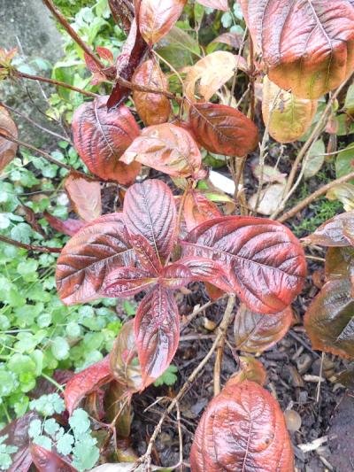 p1060785.jpg p1060785.jpg