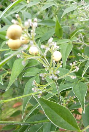 p1060879.jpg p1060879.jpg