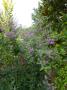lysiane:plantes_du_jardin:arbres_arbustes:p1140719.jpg
