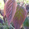 p1160020.jpg