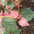 p1170918_acer_consp_red_flamingo.jpg