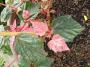 lysiane:plantes_du_jardin:arbres_arbustes:p1170918_acer_consp_red_flamingo.jpg