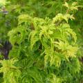 p1170920_acer_palm_shishi_g.jpg