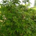 p1170924_acer_jap_vitifolium.jpg