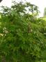 lysiane:plantes_du_jardin:arbres_arbustes:p1170924_acer_jap_vitifolium.jpg